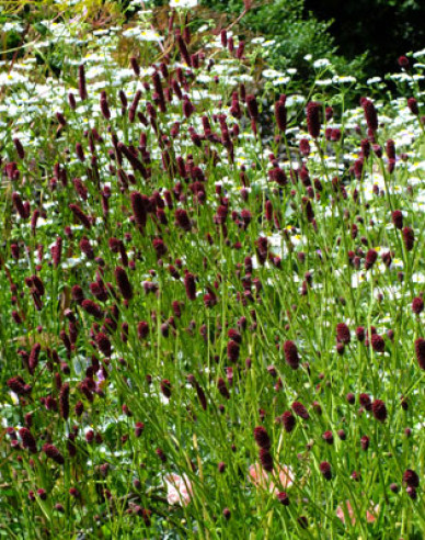 Krvavec ´Red Thunder´