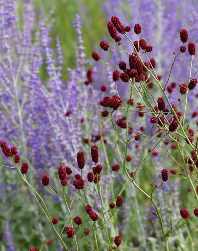 Krvavec ´Red Thunder´