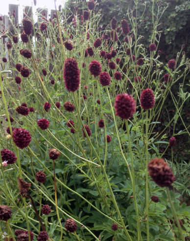 Krvavec ´Red Thunder´