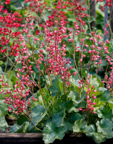 Heuchera  ´Ruby Bells´´