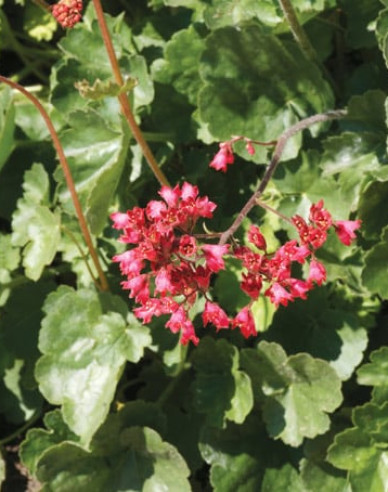 Heuchera  ´Ruby Bells´´