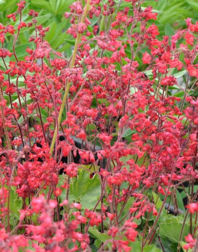 Heuchera  ´Ruby Bells´´