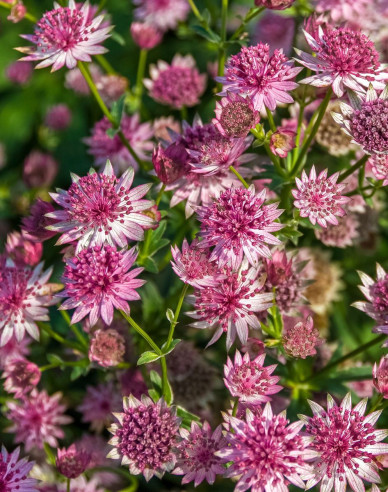 Jarmanka väčšia ´Rosensinfonie´