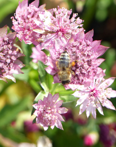 Jarmanka väčšia ´Rosensinfonie´