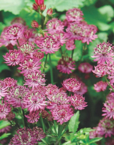 Jarmanka väčšia ´Rosensinfonie´