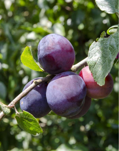 Slivka ´Opál´ skorá, podp. Myrobalán, kont. 5l