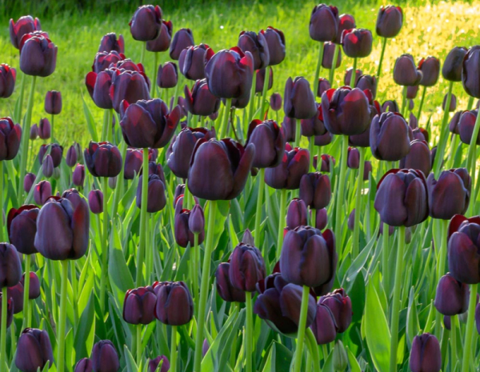 Tulipán ´Queen of Night´