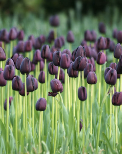 Tulipán ´Queen of Night´