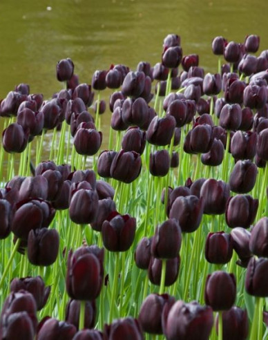 Tulipán ´Queen of Night´