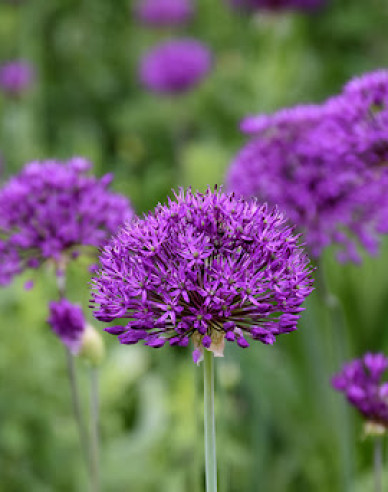 Okrasný Cesnak Purple Sensation 1ks