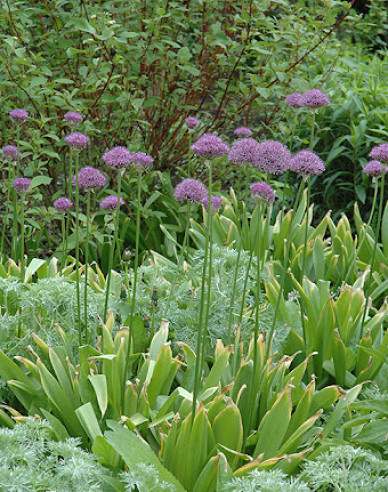 Okrasný Cesnak Purple Sensation 1ks