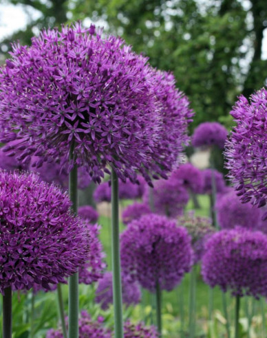 Okrasný Cesnak Purple Sensation 1ks