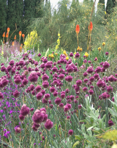 Okrasný Cesnak Sphaerocephalon  1ks