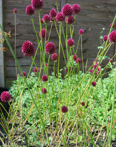 Okrasný Cesnak Sphaerocephalon  1ks