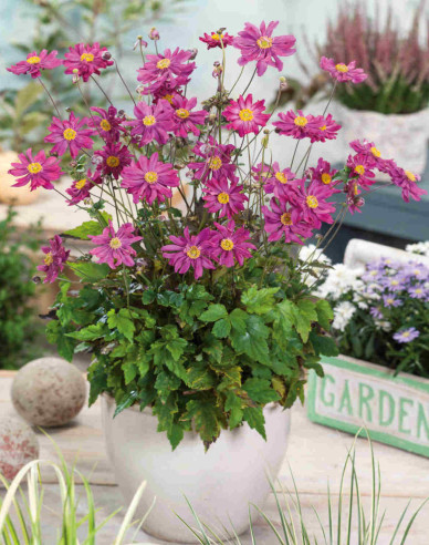 Veternica japonská´Prinz Heinrich´