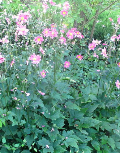 Veternica japonská´Prinz Heinrich´