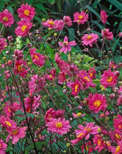 Veternica japonská´Prinz Heinrich´