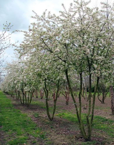 Jabloň okrasná ´Evereste´ viackmeň