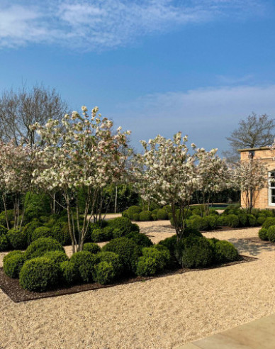 Jabloň okrasná ´Evereste´ viackmeň