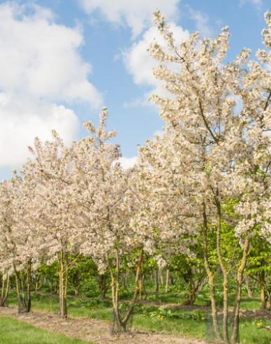 Jabloň okrasná ´Evereste´ viackmeň
