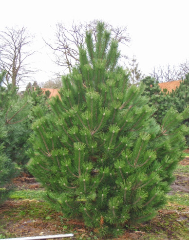 Borovica čierna ’ Austriaca´