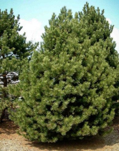 Borovica čierna ’ Austriaca´