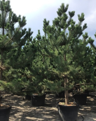 Borovica čierna ’ Austriaca´