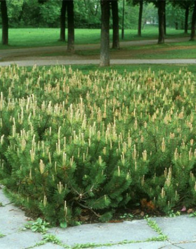 Borovica pyrenejská