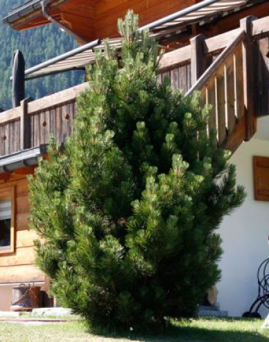 Borovica pyrenejská