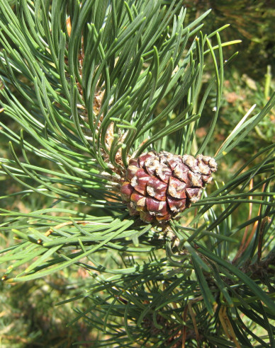 Borovica pyrenejská