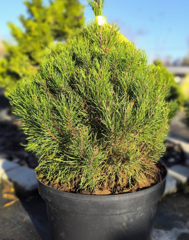 Borovica pyrenejská