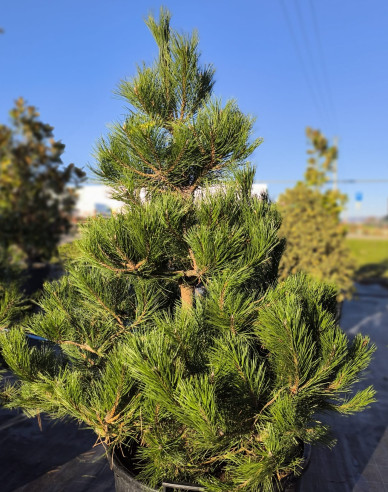 Borovica čierna ’ Austriaca´