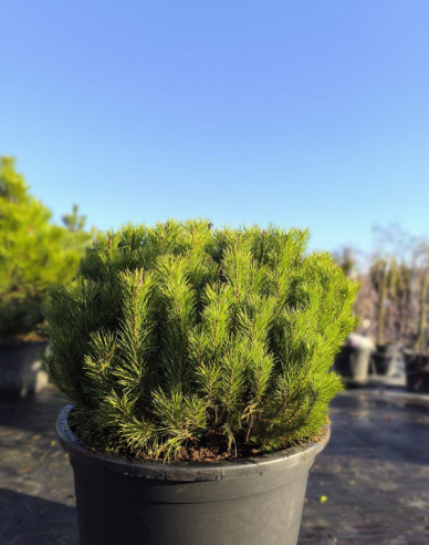 Borovica pyrenejská