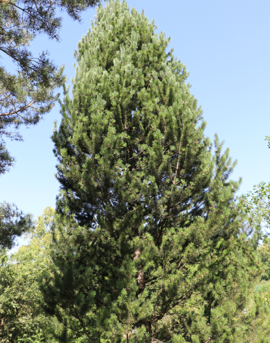 Borovica pyrenejská