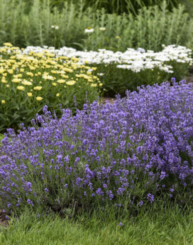 Levanduľa úzkolistá ´Munstead´