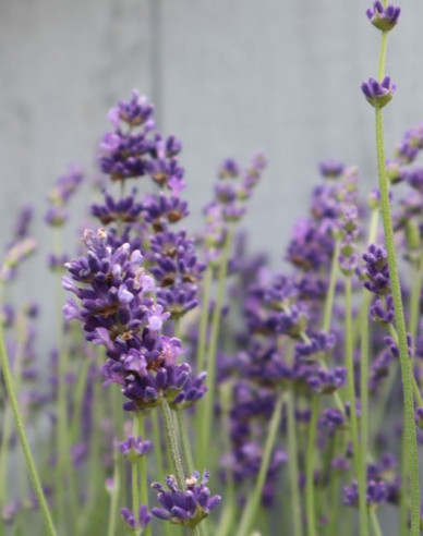 Levanduľa úzkolistá ´Munstead´