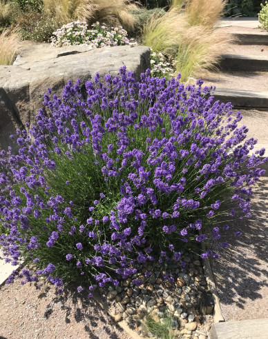 Levanduľa úzkolistá ´Munstead´