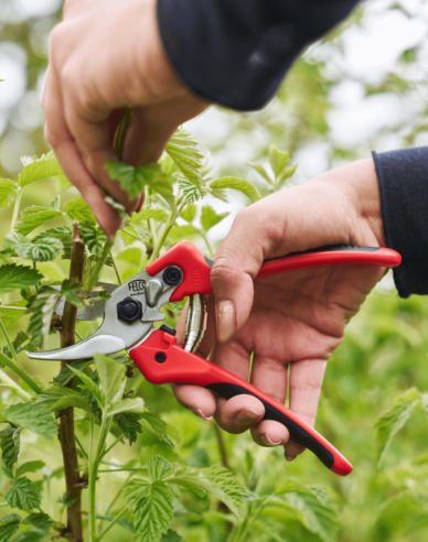 FELCO 171M Nožnice + FELCO 902 brúska