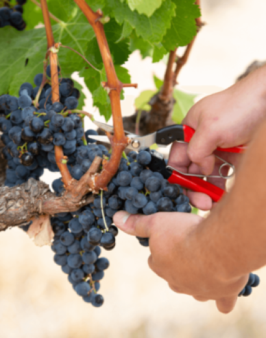 FELCO 8 Nožnice + FELCO 321 zberové nožnice