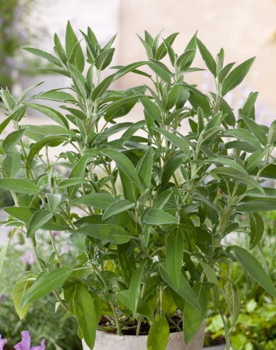 Šalvia lekárska ´Ananásová´