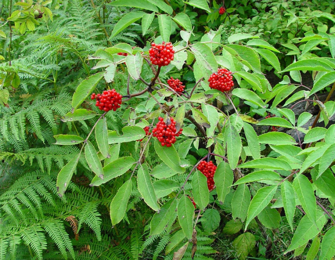 Baza červená (Sambukus racemosa)