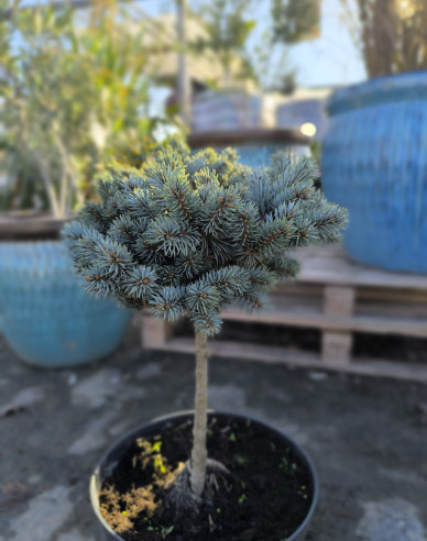 Smrek pichľavý ´Pali´ na kmienku