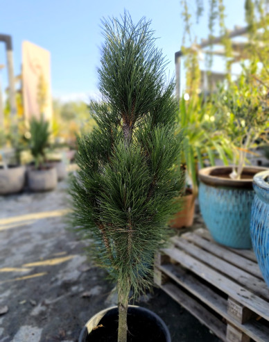 Borovica čierna ’ Zimmer II ’ na kmienku