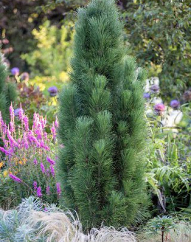 Borovica čierna ’ Zimmer II ’ na kmienku