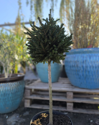 Smrek východný ´Edie Rezek´ na kmienku