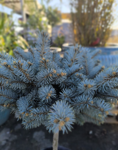 Smrek "Glauca Globosa" na kmienku