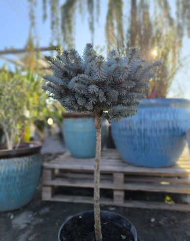 Smrek "Glauca Globosa" na kmienku