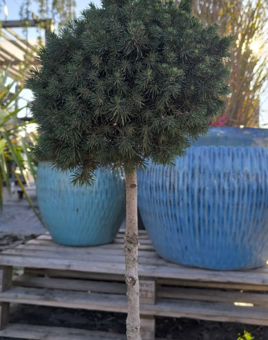 Smrek obyčajný ´Tompa´ na kmienku