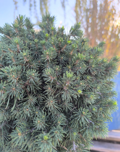 Smrek obyčajný ´Tompa´ na kmienku