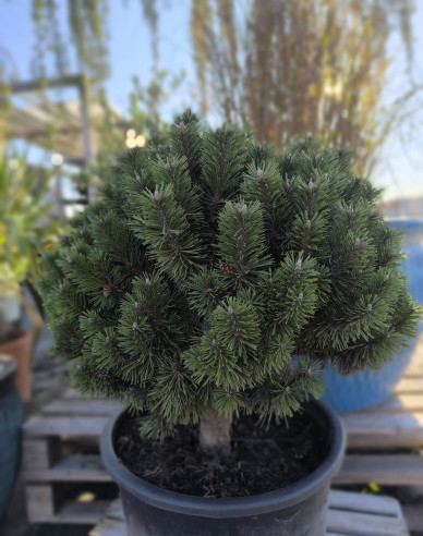 Borovica pyrenejská ´Caravanek´